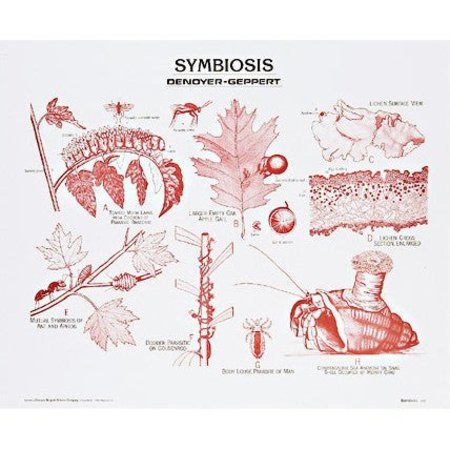 DENOYER-GEPPERT Charts/Posters, Symbiosis Chart Mounted 1907-10